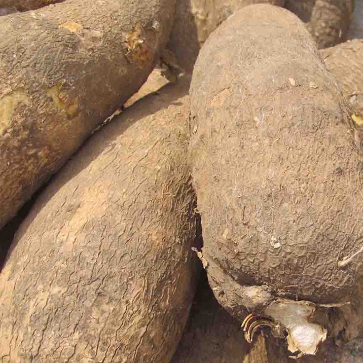 Tubers — Irish Potato